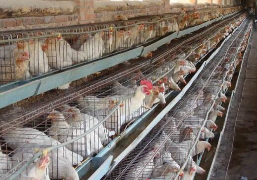 從專業到創業 水產畜牧專業畢業生的養雞致富之路